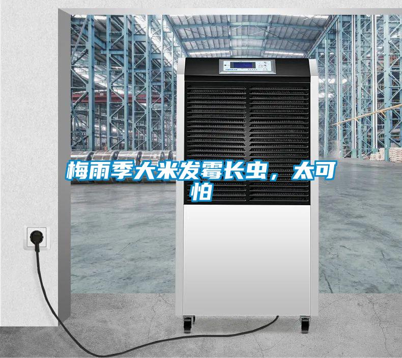 梅雨季大米發(fā)霉長蟲，太可怕