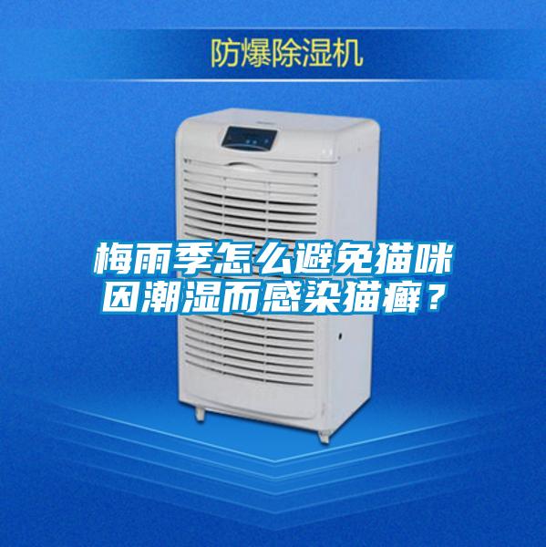 梅雨季怎么避免貓咪因潮濕而感染貓癬？