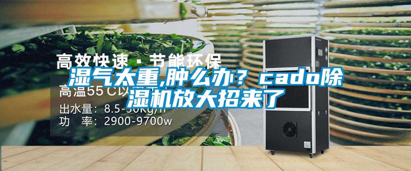 濕氣太重,腫么辦？cado除濕機(jī)放大招來了