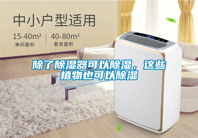 除了除濕器可以除濕，這些植物也可以除濕